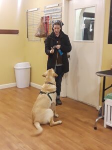 Goose learning to wait in Beginner Obedience at Altadena Valley Animal Clinic