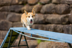 corgi on agility course